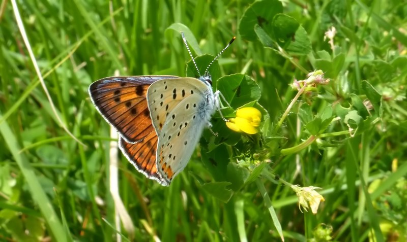 farfalle sul Lago